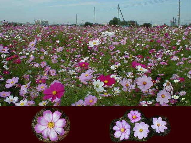 �Ԃ����ς��A�n���シ�ׂĂ��Ԕ���������c