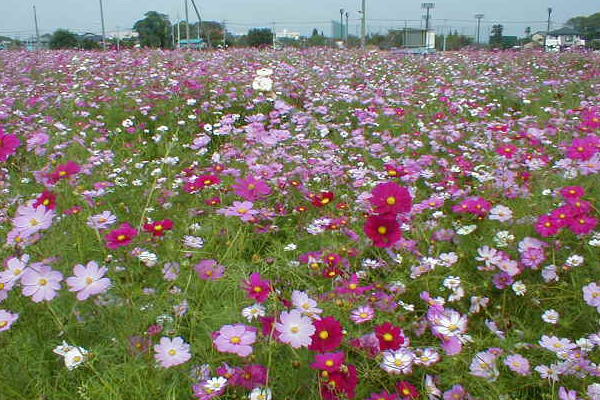 �R�X���X�������ς�